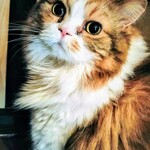 わびすけ - さくら店長です！美猫さんです