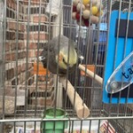 イノダコーヒ 本店 - 鳴き声が響いてました