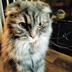 わびすけ - サスケ副店長やっとむいてくれました