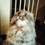 わびすけ - 上を見上げる副店長！コレ、シャッターチャンスになかなか巡りあえず優しい常連様が上でおもちゃを動かして手助けしてくれてます。常連様の優しさに感動でした