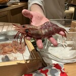 寿司栄 - 幻のボタンエビ！！