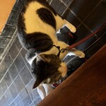 散歩かふぇちゃらぽこ - 