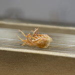 てんぷら てらおか - 海老の頭