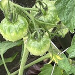 インデアンレストラン  ニューミラ - 