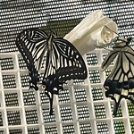 インデアンレストラン  ニューミラ - 