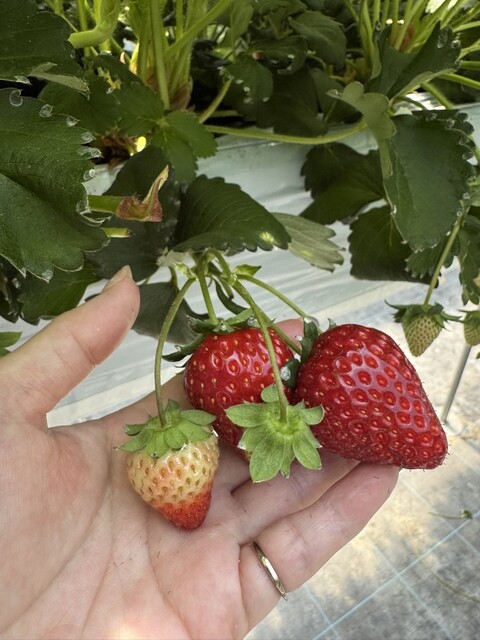 Lip Berry Garden （リップベリーガーデン） - 五条/その他 | 食べログ