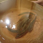 銀座 しのはら - 生きてrる鮎