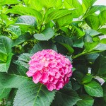 ヨコクラうどん - お店に紫陽花が咲いてました