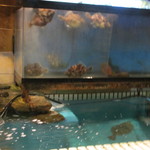 博多石焼 大阪屋 - 私の座ったカウンターは目の前に生簀と水槽があって獲れたての魚たちが泳いでました。
            