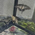 松乃家 - 生まれて初めて朝日を浴びて喜ぶアゲハたち^_^