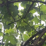松乃家 - 気になる木はブドウのふさを作り始めて居た