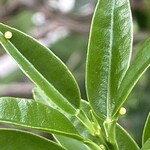 松乃家 - アゲハのなる木を観に寄ったらやはり^_^。うちの近所では最近とんと卵を見かけないけど、確かに大きなキンカンの木は無い。この付近は天敵が少ない可能性も。