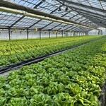 시스이 야키니쿠 HAKU - 아이 농장 신선한 채소