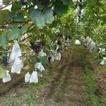 出山果樹園 - ２０１４年