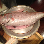 コントワール ミサゴ - 700g位の喉黒 2014-8