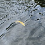 金精川のます池 - アルビノニジマス