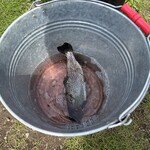 金精川のます池 - 釣りたて1匹目