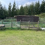 金精川のます池 - ヤギが2匹います