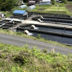 金精川のます池 - 窓側のテーブル席からは養殖場が見られておすすめ