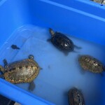 いなみころ - 亀。