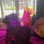 中国小麦粉料理専門店恵泉 - 