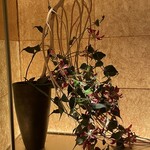 茶茶 花 - 