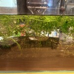 石臼挽手打 そばの音 - メダカ