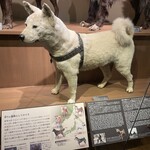 もつ焼き 大統領 - ハチ公剥製