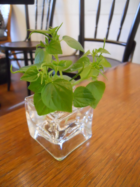 Hukilau Cafe photo 4