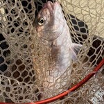 Zauo Hoshizaki Mototen