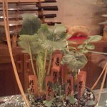 くろぎ - 飾ってあった春の七草