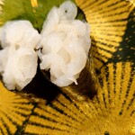 氷見きときと寿し - 