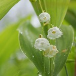 マナスル山荘 天文館 - 