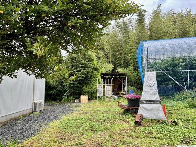 PEACHMAN CAFE（ピーチマン カフェ） - 桜水（かき氷）の写真