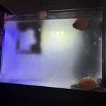 新横浜 鉄板焼き牛鳴 - 