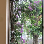 西洋風料理 熱海 KOUWA - 窓から【ブーゲンビリア】