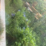 厳遊庭 - 席の後ろを振り返った庭？の紫陽花