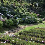 そば処 橋本 - おまけの紫陽花