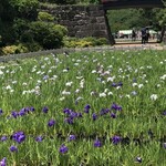 そば処 橋本 - おまけの小田原城の菖蒲