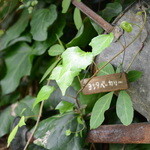 ヨシタベーカリー - 表札がいいですね