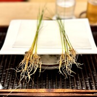 緒方 - 田植えのシーズンだからと、緒方さんのコシヒカリの苗を。そして、その下には最初の一皿が…
                    いきなりワクワクします♪