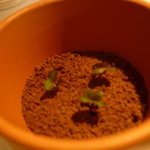 NARISAWA - 植木鉢に見立てたバター