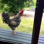 レストランさんざ - 見張っているのさー☆