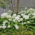 フラワーカフェ BLOOMY'S - 