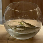 橦木町 しみず - 和良川の鮎　活けの状態です