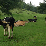 山地酪農牛乳 - 大自然の放牧！