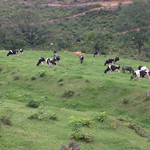 山地酪農牛乳 - ウォーリーを探せ！ジャージー牛と馬！！