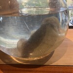 日本料理 別府 廣門 - 紋甲烏賊