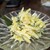 立呑亭 帆立屋 - 料理写真:きゅうりたくあんマヨ