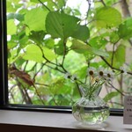 カワセミ珈琲店 - 